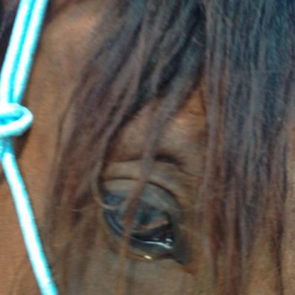 פיתוח תודעה בעזרת סוסים