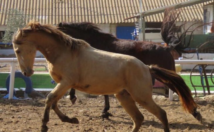 Quantum Healing through Horse Energy